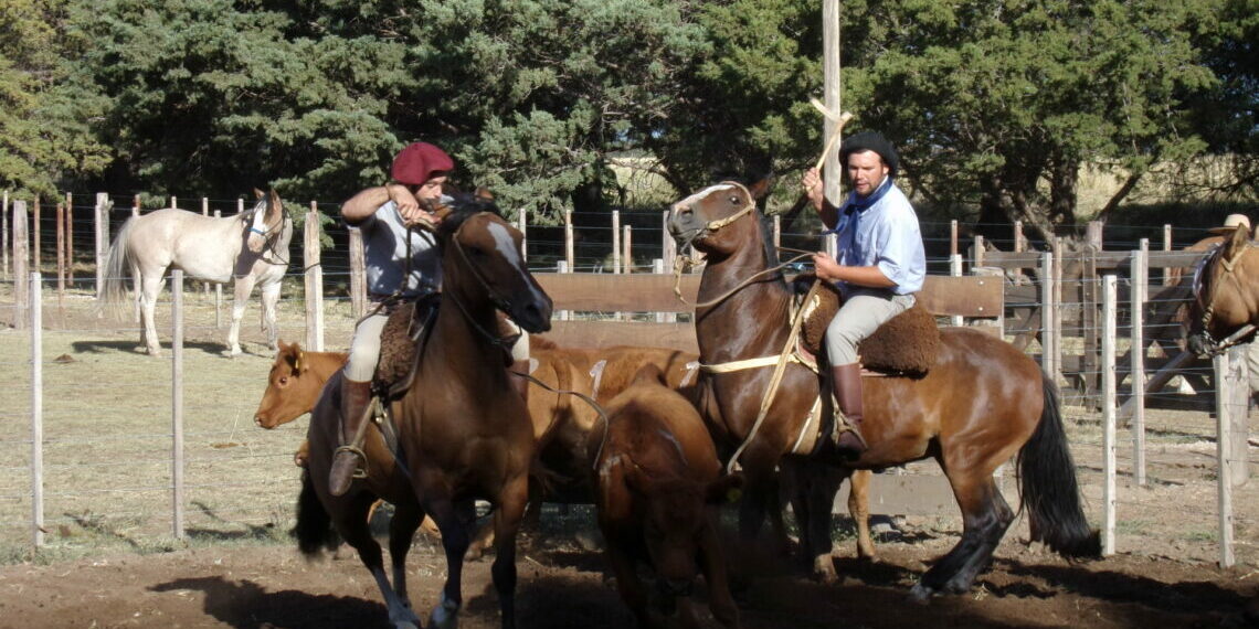 Resultados del aparte campero de Tornquist que ortorga puntos para Palermo 2023