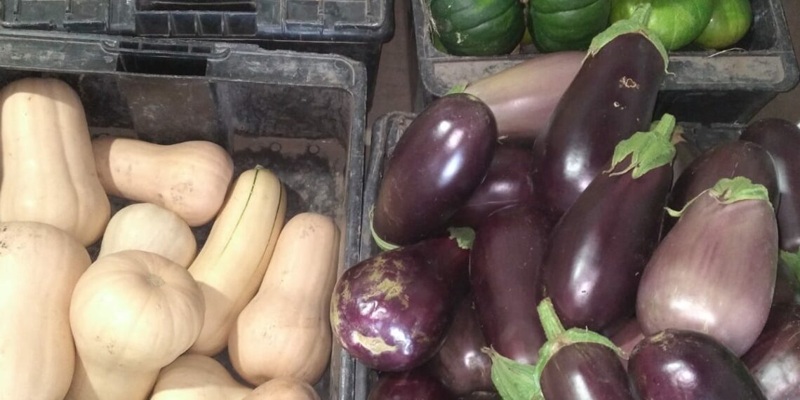 Huerta Municipal: Entre noviembre y febrero se cosecharon más de 5000 kilos de verduras y hortalizas