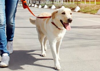 Solicitan responsabilidad al circular con perros en la vía pública