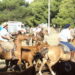 2° Expo Funcional y Morfológica de Caballos Criollos en Tornquist