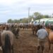 Se realiza con éxito la Expo Funcional y Morfológica en el predio de la Asociación Rural (fotos y videos)