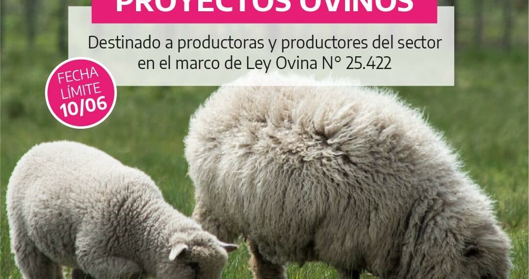 Convocan a productores a presentar proyectos productivos Ovinos