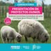 Convocan a productores a presentar proyectos productivos Ovinos