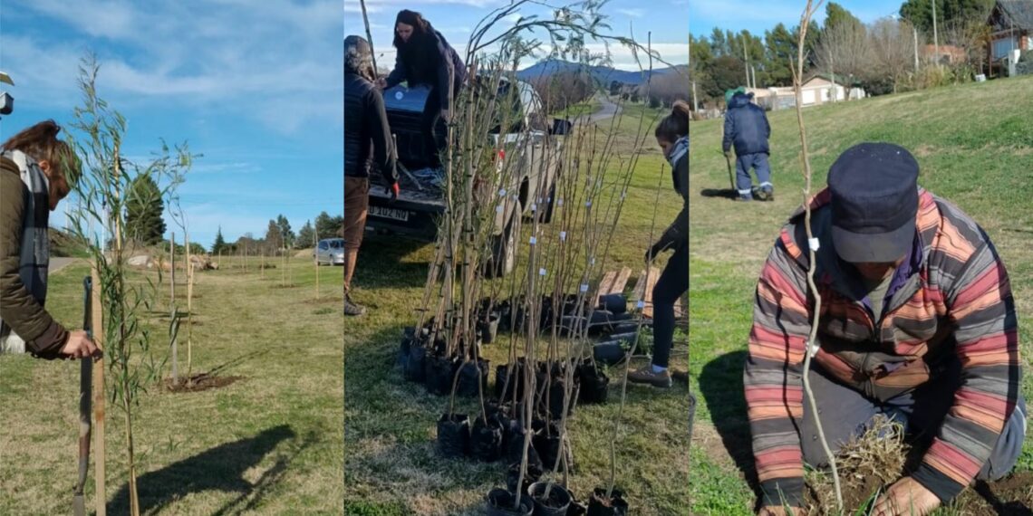Sierra de la Ventana: Fue forestada la bicisenda de Barrio La Cumbre