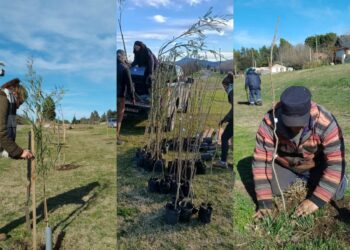 Sierra de la Ventana: Fue forestada la bicisenda de Barrio La Cumbre
