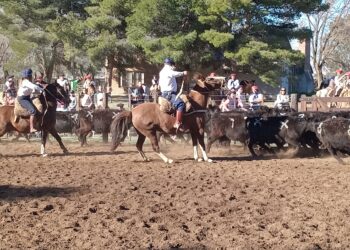 Comenzó a desarrollarse la primer jornada de aparte campero en la Asociación Rural de Tornquist (Videos y fotos)