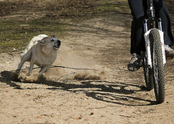 Recuerdan que se aplican sanciones ante el incumplimiento de la tenencia responsable de mascotas