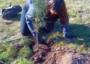 Arbolado: fueron colocadas 188 nuevas especies