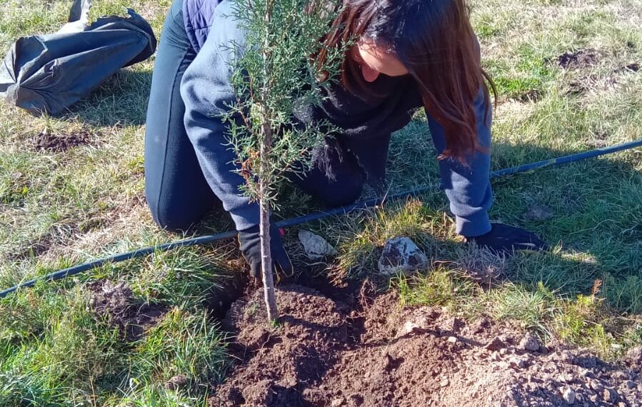 Arbolado: fueron colocadas 188 nuevas especies