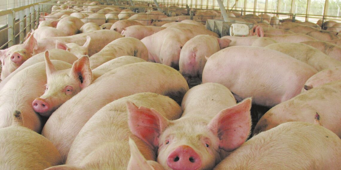 Triquinosis: alerta emitido por Tornquist Municipio