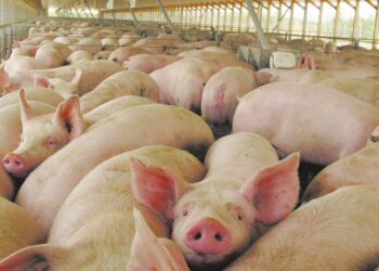 Triquinosis: alerta emitido por Tornquist Municipio