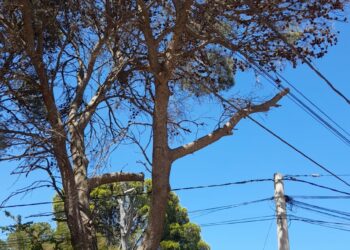 El departamento de arbolado de Tornquist Municipio continúa con su plan de mantenimiento del arbolado público