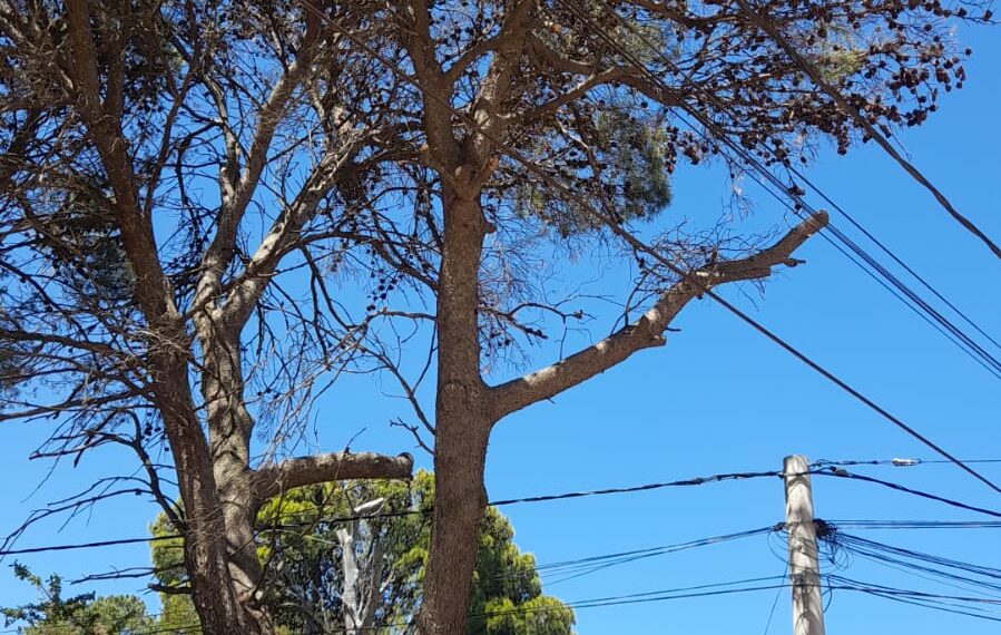 El departamento de arbolado de Tornquist Municipio continúa con su plan de mantenimiento del arbolado público