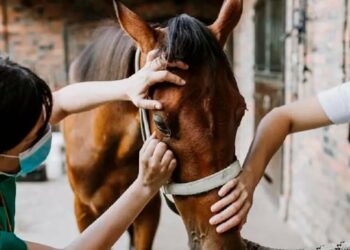 ATENCIÓN SALUD: Qué es la encefalitis equina y cómo se manifiesta en los humanos (Video)