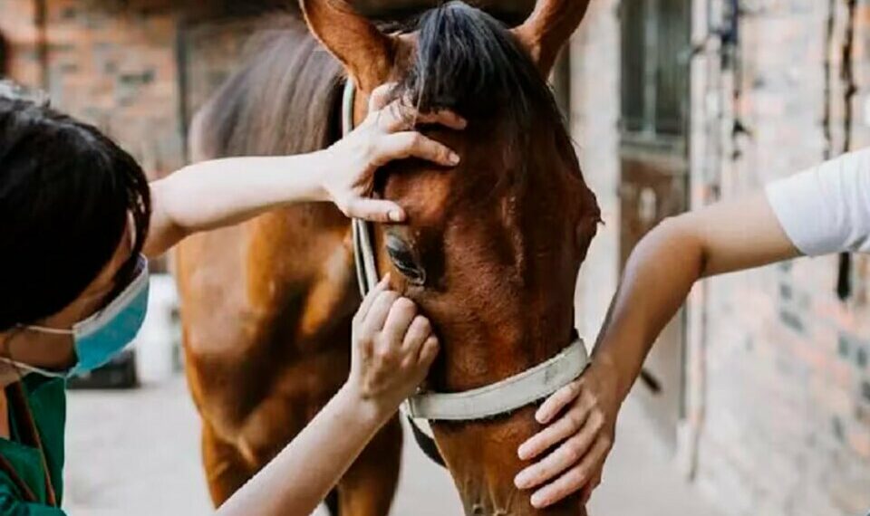 ATENCIÓN SALUD: Qué es la encefalitis equina y cómo se manifiesta en los humanos (Video)