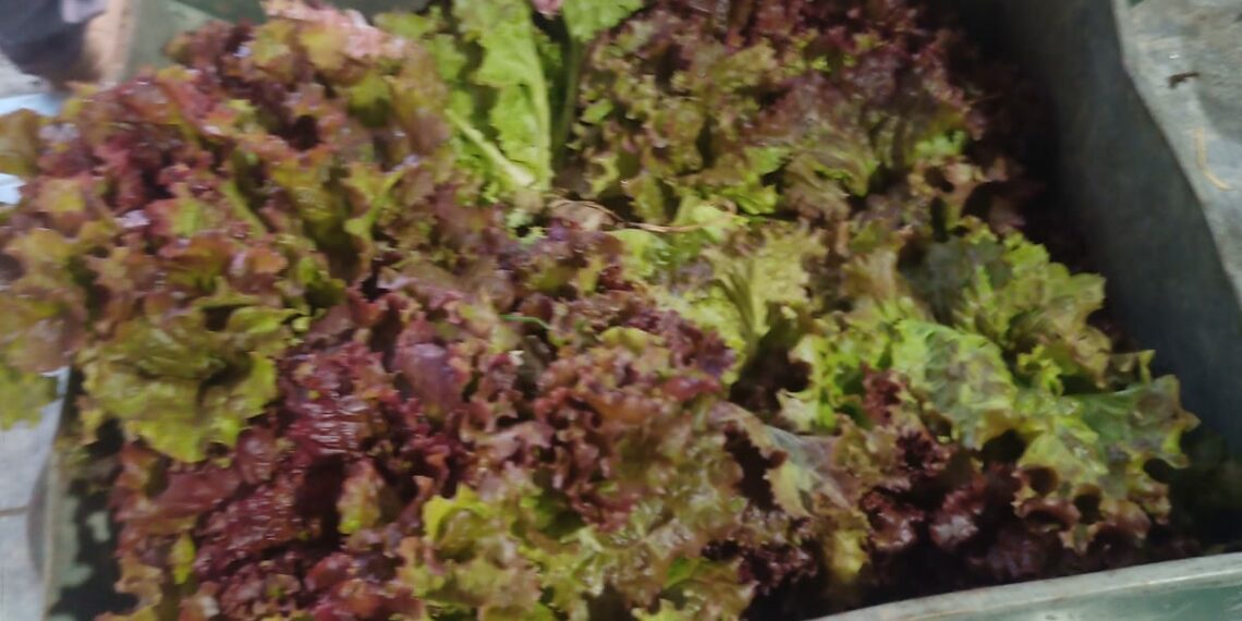 Comenzó una nueva temporada de cosecha en la Huerta Municipal