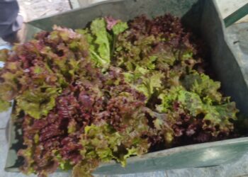 Comenzó una nueva temporada de cosecha en la Huerta Municipal