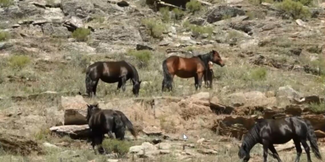 ONG Silice: “Nos preocupa la situación sanitaria de los caballos del Parque Provincial Ernesto Tornquist”