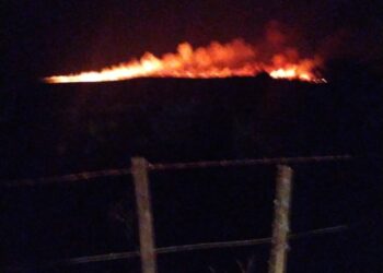 Bomberos de Tornquist y Saavedra trabajan en un incendio forestal en cercanías del Club de Pesca Tornquist