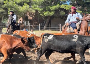 Aparte Campero en el predio de la Asociación Rural de Tornquist (Video y fotos)