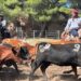 Aparte Campero en el predio de la Asociación Rural de Tornquist (Video y fotos)