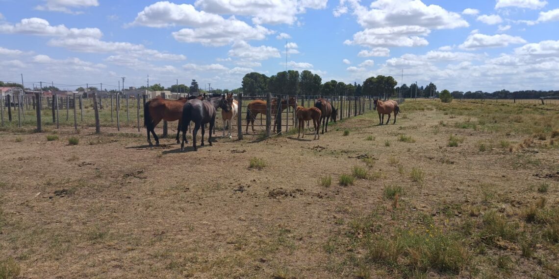 Comunicado sobre la presencia de caballos en espacios públicos