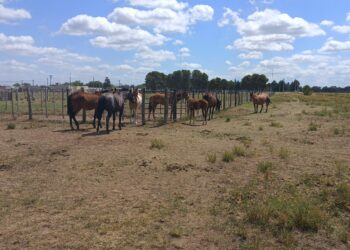 Comunicado sobre la presencia de caballos en espacios públicos