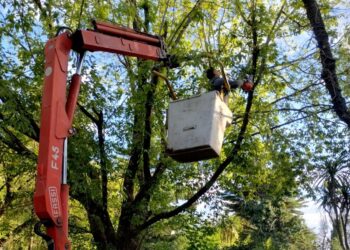 Villa Ventana: Comenzó la reducción de copa de árboles para la futura instalación de Fibra Óptica (FOTOS Y NOTAS)