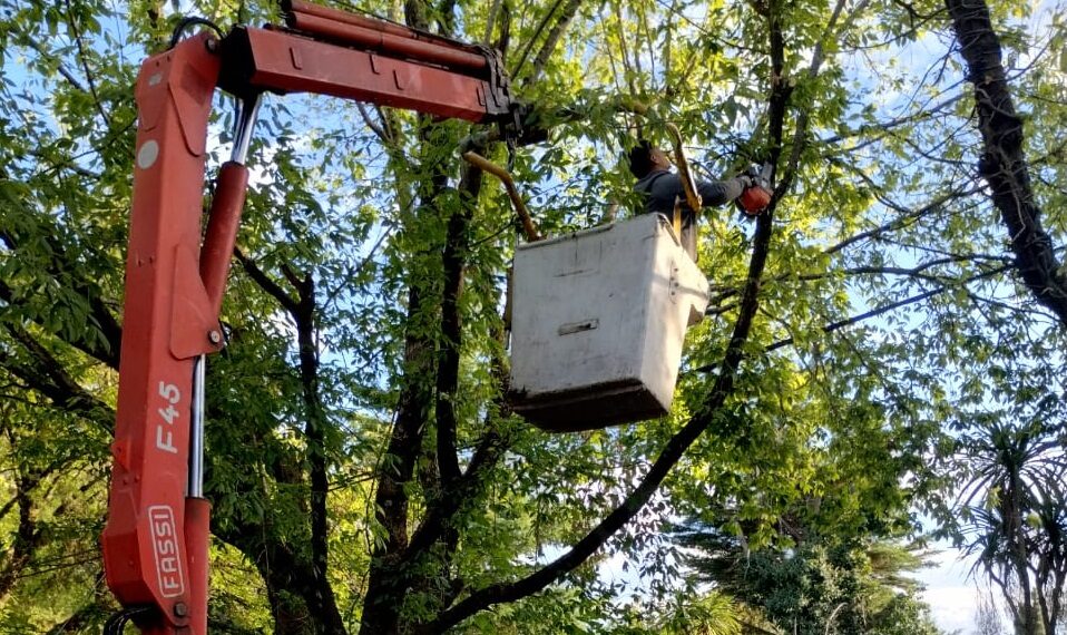Villa Ventana: Comenzó la reducción de copa de árboles para la futura instalación de Fibra Óptica (FOTOS Y NOTAS)