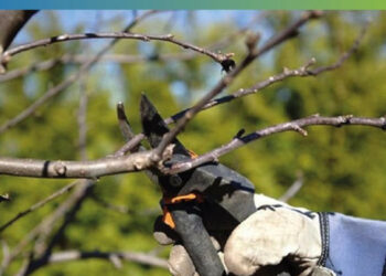 Los reclamos por poda o extracción de arbolado público deben hacerse a través del sitio web del municipio