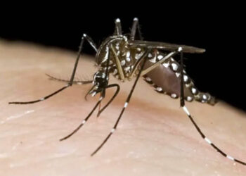 Comunicado sobre la situación de Dengue en el distrito