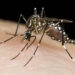 Comunicado sobre la situación de Dengue en el distrito