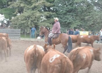 Todos los resultados generales del Aparte Campero y la Expo Criollos 2024