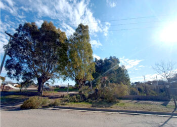 CELT Informa: Corte de energía por la caída de una rama