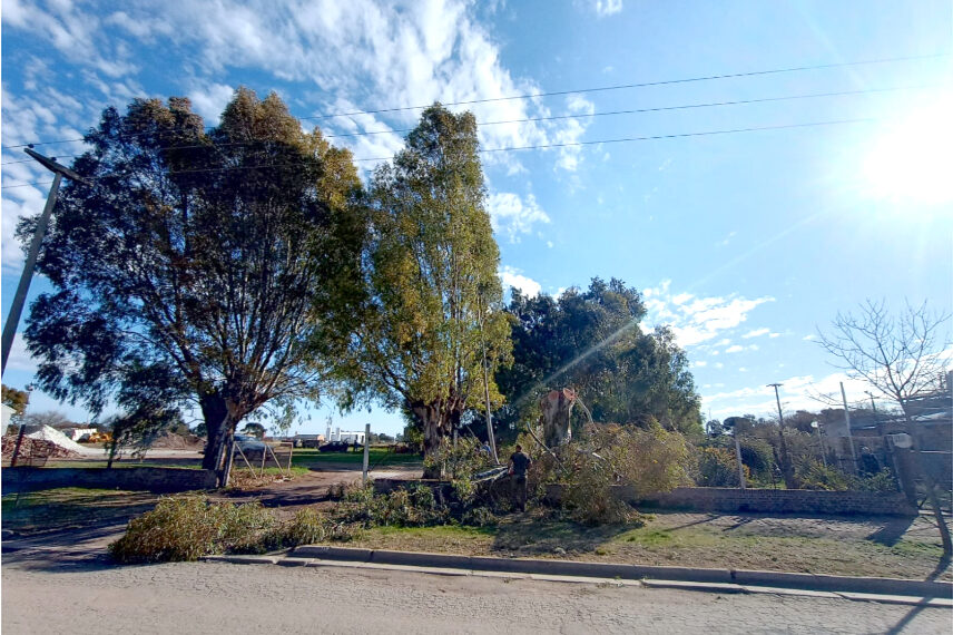 CELT Informa: Corte de energía por la caída de una rama