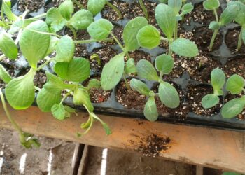 NO TODO ESTÁ PERDIDO… (escribe la Hna. Marta Allaltuni)