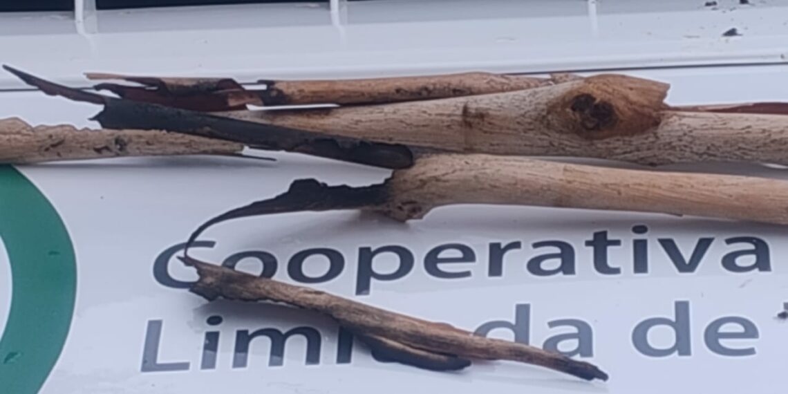 CELT. Informa: Esta tarde hubo un corte energía en la zona serrana