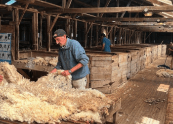 Reutilización de la lana de esquila: Relevamiento de productores ovinos de la región