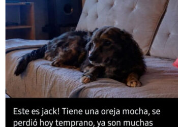 Se extravió Jack – Cualquier información al 2915077771
