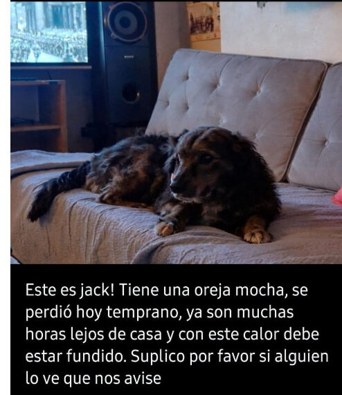 Se extravió Jack – Cualquier información al 2915077771