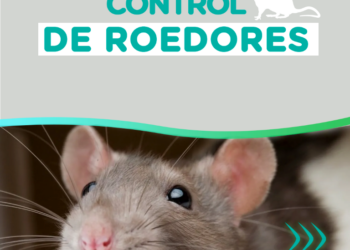 Bromatología y Zoonosis: Recomendaciones para prevenir la presencia de roedores