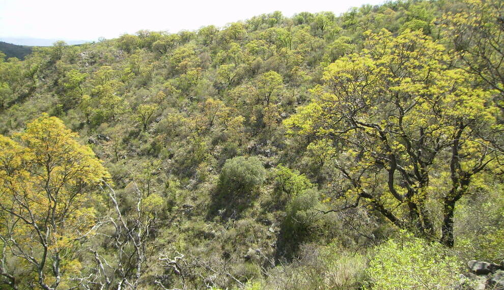 Convocatoria 2026 para productores con predios con bosque nativo