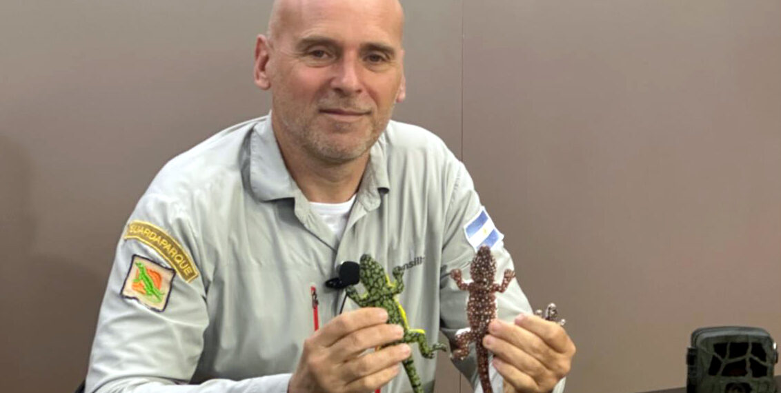 Iguana de cobre: una especie única que revela nuevos secretos de nuestras sierras